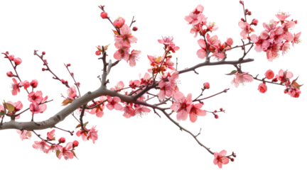 isolated sakura flower cherry blossom branch png