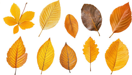 Obraz premium Autumn leaves collection on transparent background. Nature and seasonal concept