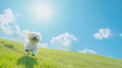 Portrait of Cheerful White Maltese dog running in green grass,beautiful dog breeds,Playtime and happy in the park,playful and happy moment,Puppy Pet friendly concept.