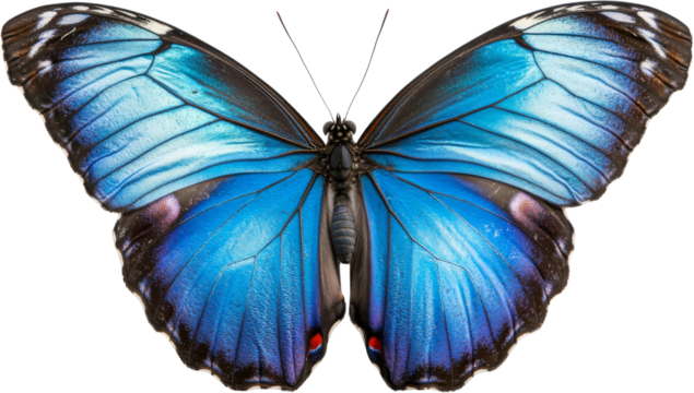 Blue morpho butterfly on transparent background, detailed view. Nature and wildlife concept