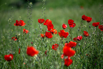 Fototapeta premium Red poppies. Blooming spring flowers. Poppy field. Natural landscape.