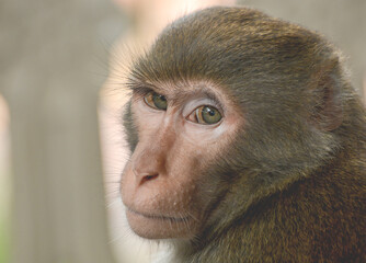 close up of a young baboon