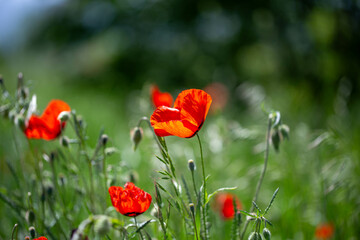 Obraz premium Red poppies. Blooming spring flowers. Poppy field. Natural landscape.