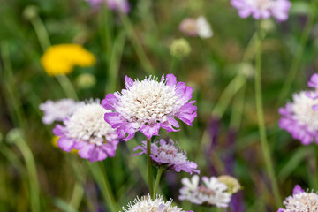 Spring landscape with flowering medicinal herbs, Scabiosa columbaria, yarrow. Spring in the foothills of Kyrgyzstan.