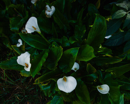 Un massif de fleurs arums blanches sauvage dans une foret tropicale