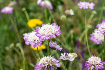 Fototapeta premium Spring landscape with flowering medicinal herbs, Scabiosa columbaria, yarrow. Spring in the foothills of Kyrgyzstan.