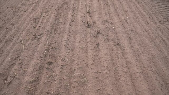 Disc harrow plow the garden. Private infield. Caring for the soil. Preparation for sowing. disc plowed field after rapeseed
