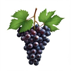 Fototapeta premium bunch of grapes isolated on white