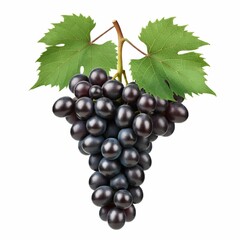 Fototapeta premium bunch of grapes isolated on white