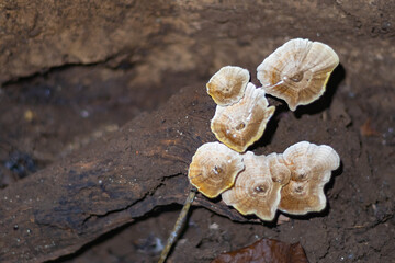 Wild Mushrooms Growing on Decaying Wood in Forest Floor