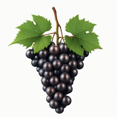 Fototapeta premium bunch of grapes