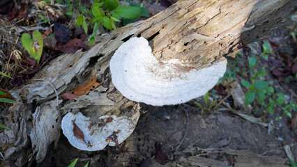 Wild mushroom grown on a rotten tree trunk in jungle.