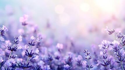 Obraz premium A vibrant field of lavender flowers with a light sunset or sunrise glow in the background.