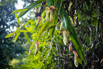 Nepenthes khasiana is a pitcher plant native to india. This endangered species is mostly seen in khasi hills of Meghalaya.