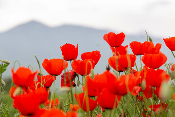 Fototapeta premium Red poppies. Blooming spring flowers. Poppy field. Natural landscape.
