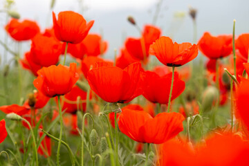 Obraz premium Red poppies. Blooming spring flowers. Poppy field. Natural landscape.
