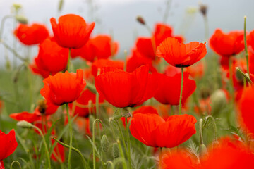 Obraz premium Red poppies. Blooming spring flowers. Poppy field. Natural landscape.