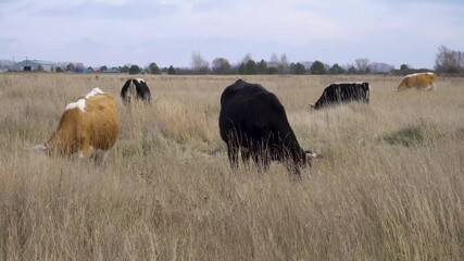 beautiful cattle eating grass, grazing on pasture. Herd of cows free range beef being regenerative raised on an agricultural farm. Sustainable farming of food crops. cattle breeding in the village