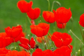 Fototapeta premium Red poppies. Blooming spring flowers. Poppy field. Natural landscape.