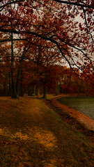 Naklejka premium autumn in the park