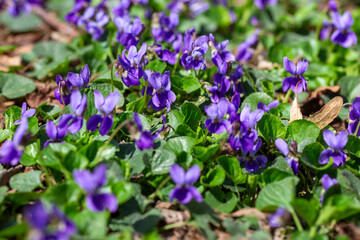 Spring flowers. Violet violets flowers bloom in the spring forest. Viola odorata.