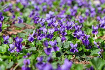 Naklejka premium Spring flowers. Violet violets flowers bloom in the spring forest. Viola odorata.