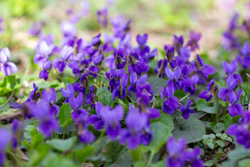 Obraz premium Spring flowers. Violet violets flowers bloom in the spring forest. Viola odorata.