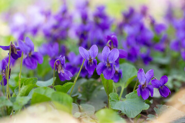 Spring flowers. Violet violets flowers bloom in the spring forest. Viola odorata.