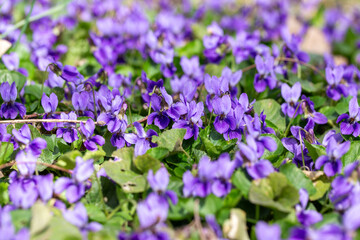 Obraz premium Spring flowers. Violet violets flowers bloom in the spring forest. Viola odorata.