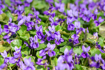 Fototapeta premium Spring flowers. Violet violets flowers bloom in the spring forest. Viola odorata.
