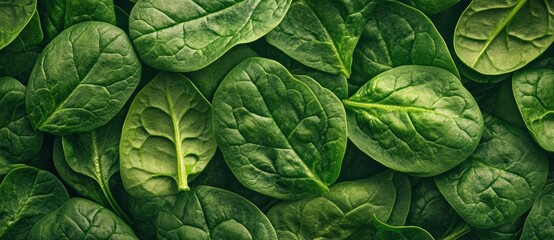 Obraz premium Spinach Leaves Texture.