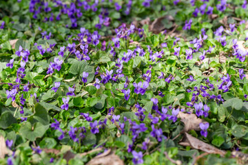 Obraz premium Spring flowers. Violet violets flowers bloom in the spring forest. Viola odorata.