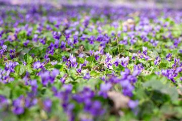 Obraz premium Spring flowers. Violet violets flowers bloom in the spring forest. Viola odorata.