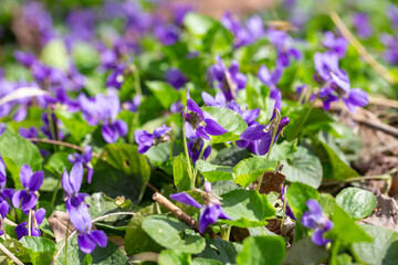 Fototapeta premium Spring flowers. Violet violets flowers bloom in the spring forest. Viola odorata.