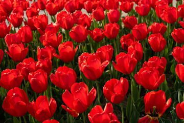 Fototapeta premium Various tulips at the park in April