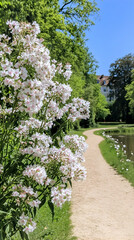 Obraz premium A winding path in a park leads past a bush of white flowers, with a pond and trees in the background.