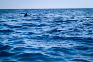 Playful Dolphins with Detailed Dorsal Fins
