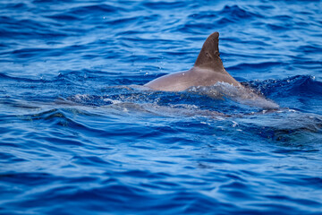 Playful Dolphins with Detailed Dorsal Fins 