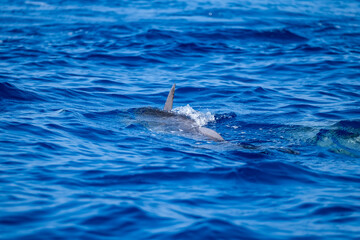 Playful Dolphins with Detailed Dorsal Fins in Ocean Waters