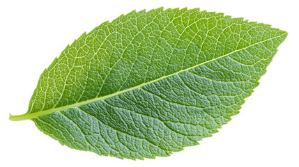 Obraz premium Fresh Green Leaf Perfect for Nature and Wellness Themes