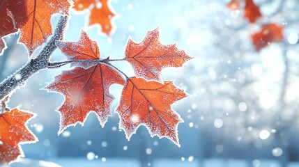 Fototapeta premium maple leaves dusted with delicate frost crystals. The leaves, tinged with shades of maroon and brown, contrast beautifully against the white frost, with a soft-focus background giving an ethereal, win