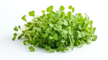 Obraz premium A bunch of freshly cut microgreens, with small, delicate leaves ready for salads or sandwiches, isolated on a white background