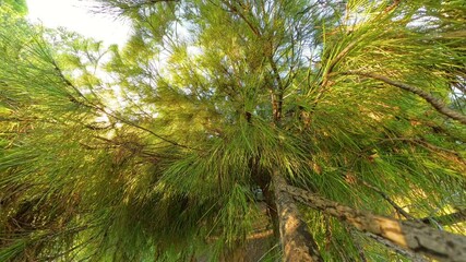 The camera ascends through a pine tree, revealing the intricate branches and dense green needles illuminated by the golden light of the setting sun, offering a tranquil glimpse of nature. - Powered by Adobe