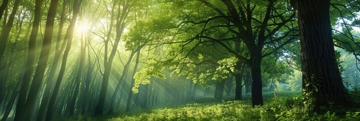 Obraz premium Sunlight Filtering Through Lush Green Forest Canopy at Dawn in Serene Woodland Scene