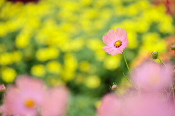 サーモンピンクのコスモス