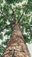 Fototapeta premium Capturing the Majestic Perspective of a Towering Tree Beneath the Lush Green Canopy Above