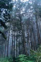 Obraz premium The ethereal fog blankets the lush forest of Shanlinxi in Nantou, creating a mystical and serene atmosphere. The dense mist shrouds the towering trees, enveloping the vibrant greenery