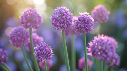 Fototapeta premium Allium flower field during summertime. Bloom of purple allium flowers. Closeup of allium flowers