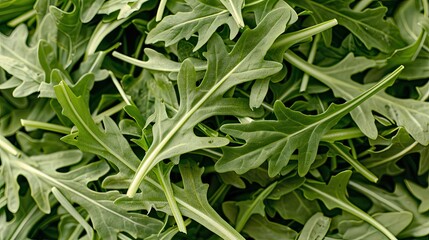 Fototapeta premium background. Fresh arugula leaves.