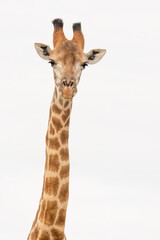 A cute giraffe in portrait view, showing its head and neck in a high key photo with white background in a game reserve in South Africa.